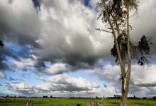 [高尔夫]TGL首次取胜 伍兹率领队伍加时赛击败麦克罗伊队伍.